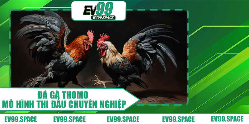 Đá Gà Thomo – Mô Hình Thi Đấu Chuyên Nghiệp 