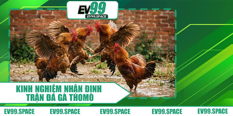 Kinh Nghiệm Nhận Định Trận Đá Gà Thomo 